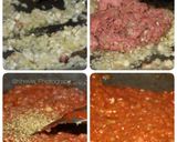 Foto langkah ke 1 dari resep Saus Bolognese Homemade (pizza/spageti).