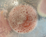 Foto del paso 1 de la receta: Calippos de sandía 🍉