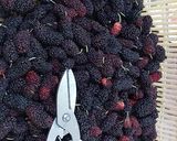 عکس مرحله 1 از دستور شربت توت سیاه