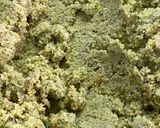 Foto del paso 4 de la receta: Falafel