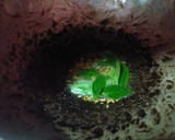 டியூனா மீன் தொக்கு🐟 ரெசிபி ஸ்டேப் 4 புகைப்படம்
