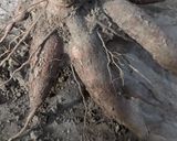 Foto langkah ke 1 dari resep Tape Singkong Manis Tanpa Gula.