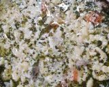 Tárkonyos csirkeraguleves recept fázis 3 fotója