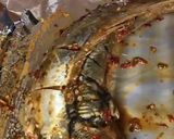 A picture of step 2 of Grilled fish.