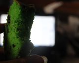 Foto langkah ke 18 dari resep Sponge Cake Pandan Santan with Oreo (lembut bgt.. irit 3 telur).