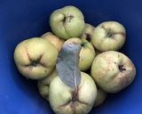 A picture of step 1 of California Farm Quince White Wine.