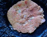 A picture of step 4 of Besan Omelette toast.