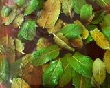 Foto del paso 6 de la receta: Mojito