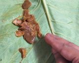 आळुवडी (aloo wadi recipe in marathi) रेसिपी स्टेप 6 फोटो 
