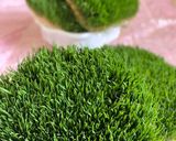 عکس مرحله 1 از دستور سمنو