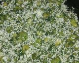 صورة لخطوة 3 من وصفة رز بالفول الاخضر وبالعراقي تمن باكله