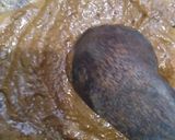 Foto langkah ke 9 dari resep Tahu lontong / tahu tek tek surabaya.
