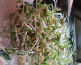 Foto del paso 8 de la receta: Brotes de fenogreco 🌱 Germinación de semillas de fenogreco 🌱
