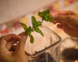 Foto del paso 1 de la receta: Agua Fresca de Fresas y Arándanos