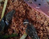 Foto langkah ke 4 dari resep Abon ikan patin.