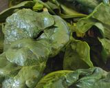 Foto del paso 1 de la receta: Malfatti de espinacas