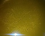 A picture of step 8 of Japanese Fish Fry.