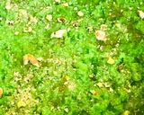 A picture of step 2 of Lauki ka halwa.
