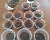 Foto langkah ke 2 dari resep Puding Jagung Lapis Cokelat.
