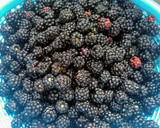 Foto del paso 1 de la receta: Mermelada de moras silvestres