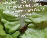Salat mit einer Zitronen - Kondensmilch - Soße Rezeptschritt 5 Foto