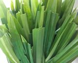 Foto langkah ke 1 dari resep Pasta pandan homemade.