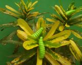 Foto langkah ke 9 dari resep 22.Caterpillar cookies mirip aslinya #bikinramadanberkesan.