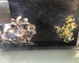 Foto del paso 1 de la receta: Vegetales asados algunos caramelizados para distintos platos