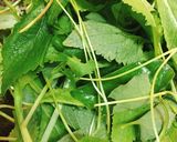 Hình bước làm 3 của món Bánh Xèo Nấm