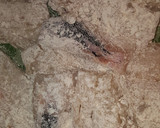Foto del paso 3 de la receta: Merluza guisada