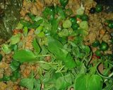 Foto langkah ke 7 dari resep Tumis Oncom Leunca.
