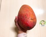 免烤玉文芒果優格乳酪蛋糕的食譜步驟12照片