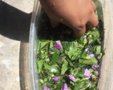 Foto del paso 2 de la receta: Caldo de quelite violeta