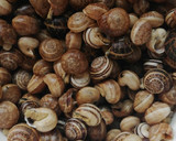 Foto del paso 1 de la receta: Caracoles en salsa