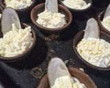 Foto del paso 5 de la receta: Machas a la Parmesana