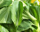 Hình bước làm 1 của món Mì trộn phô mai