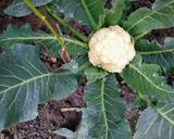 Cauliflower leaves and lentil fry recipe step 1 photo