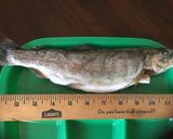 A picture of step 1 of California Farm Butterfried Trout.