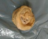 Foto langkah ke 5 dari resep Roti maryam meses.