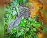 Pounded yam and egusi soupmatakin girki2 hoto
