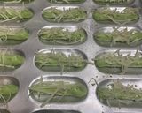 Foto langkah ke 3 dari resep Lidah Kucing Pandan Keju.
