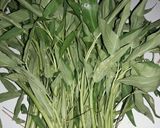Foto langkah ke 1 dari resep 4. Tumis Kangkung Sederhana.