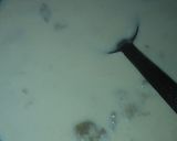 A picture of step 4 of SweetpotatoKheer.