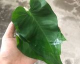 Foto langkah ke 1 dari resep Keripik Kangkung Pedas Gurih.