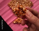 A picture of step 6 of Daliya Chikki (Roasted gram brittles).