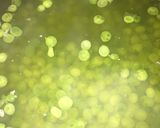 A picture of step 2 of Matar wale rice.