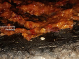 Semur Bandeng + Tempe Lekooh by Shinta