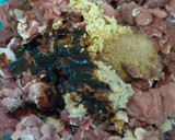 Foto langkah ke 1 dari resep 01. Beef teriyaki ala2 hokben.