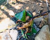Hình bước làm 1 của món Gà nướng muối ớt bộc lá chuốiGà hấp nước mắm với lá chúc