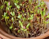 Foto del paso 7 de la receta: Brotes de lino 🌱 Germinación de semillas de lino marrón en germinador de arcilla 🌱